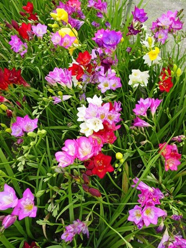 Afbeelding bij Fresia (soort)