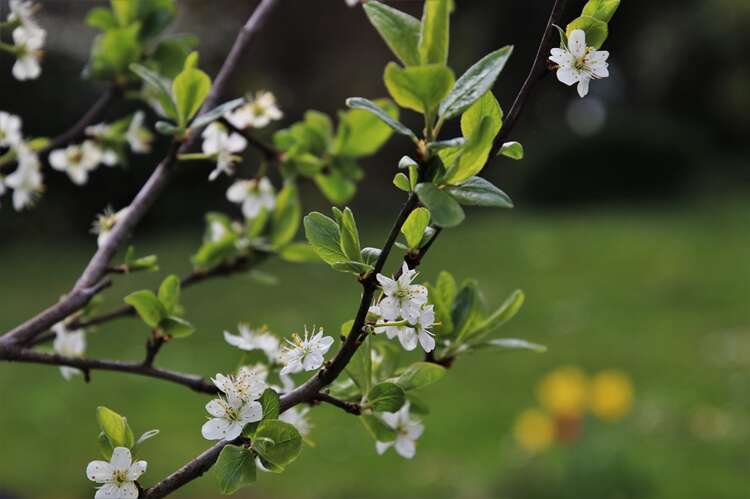 Afbeelding bij Fruitbomen biologisch inkopen