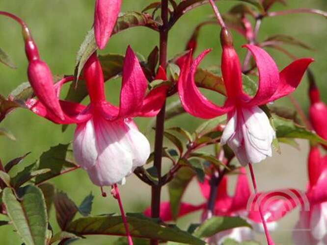 Afbeelding bij Fuchsia - Bellenplant - Fuchsia &#039;Madame Cornelissen&#039; 