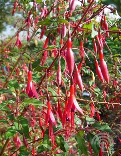 Afbeelding bij Fuchsia - Bellenplant - Fuchsia magellanica gracilis 