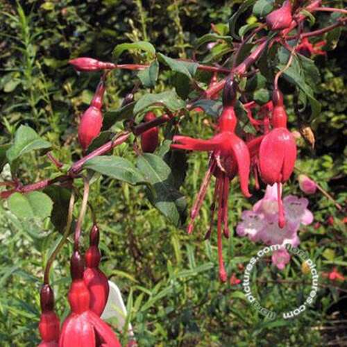 Afbeelding bij Fuchsia - Bellenplant - Fuchsia magellanica 'Riccartonii'