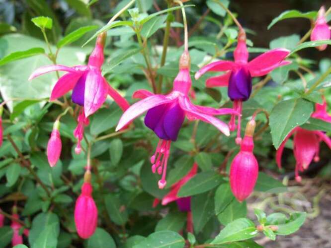Afbeelding bij Fuchsia - Bellenplant - Fuchsia &#039;Tom Thumb&#039; 