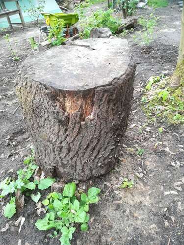Afbeelding bij Gaatjes boren in boomstam voor insecten