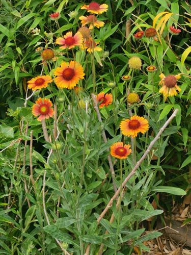 Afbeelding bij Gaillardia / Kokardebloem