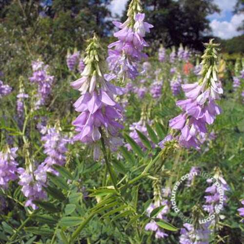 Afbeelding bij Galega - Geitenruit - Galega officinalis 