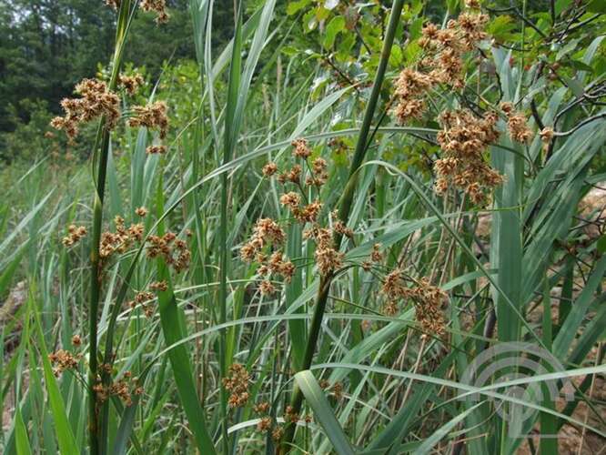 Afbeelding bij Galigaan - Cladium mariscus 