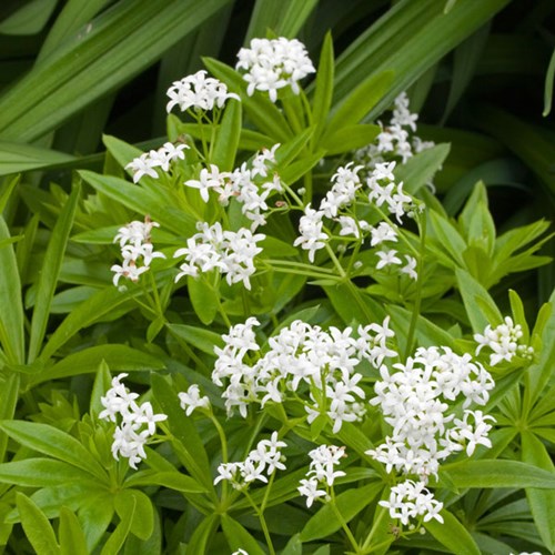 Afbeelding bij Galium odoratum / Lievevrouwebedstro 