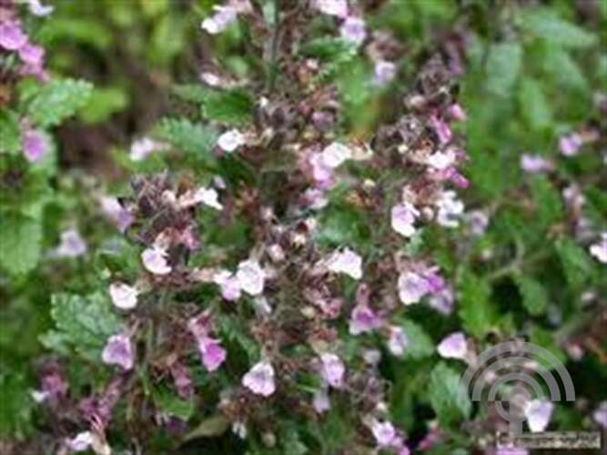Afbeelding bij Gamander - Teucrium chamaedrys 'Nanum' 