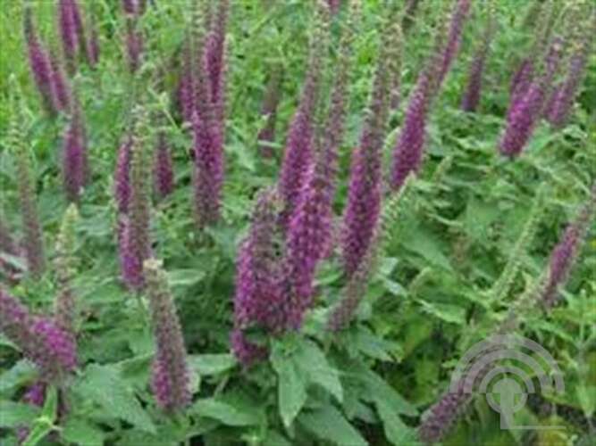 Afbeelding bij Gamander - Teucrium hyrcanicum