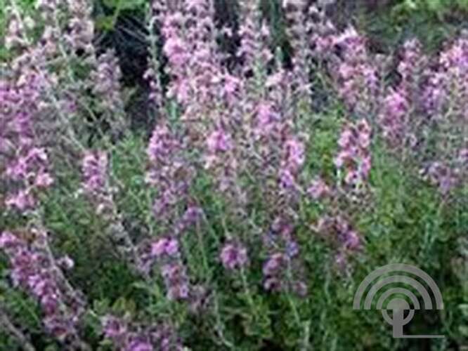 Afbeelding bij Gamander - Teucrium lucidrys