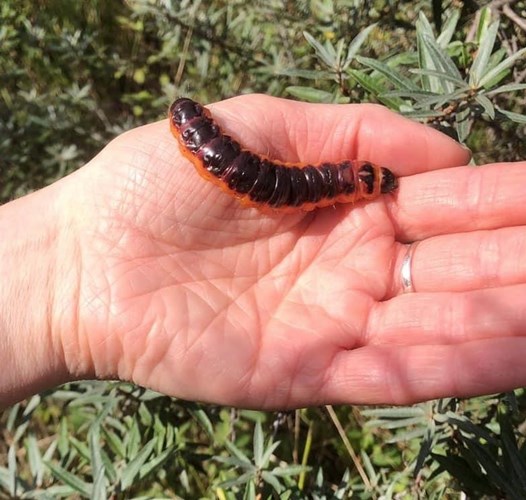 Grote bruin oranje rups 