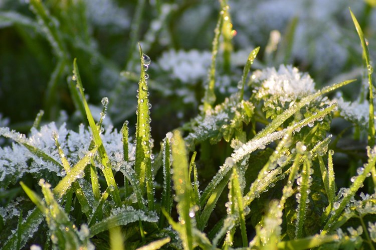 Afbeelding bij Gazon betreden met vorst doe het niet