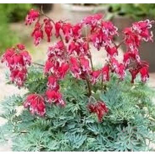Afbeelding bij Gebroken hartjes - Dicentra &#039;Burning Hearts&#039;® 