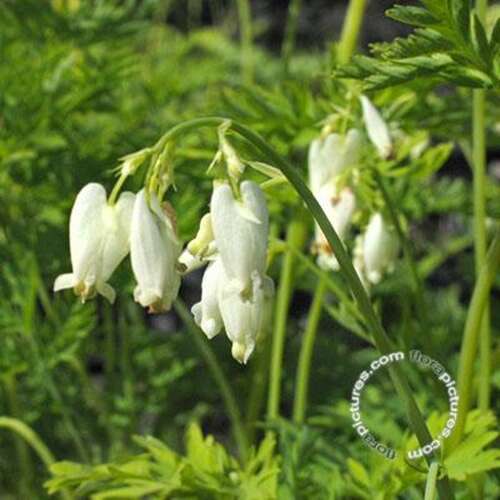 Afbeelding bij Gebroken hartjes - Dicentra eximia &#039;Alba&#039; 