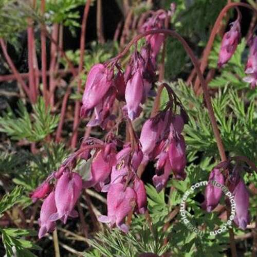 Afbeelding bij Gebroken hartjes - Dicentra formosa