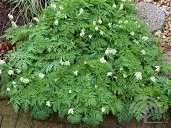 Afbeelding bij Gebroken hartjes - Dicentra formosa 'Aurora'