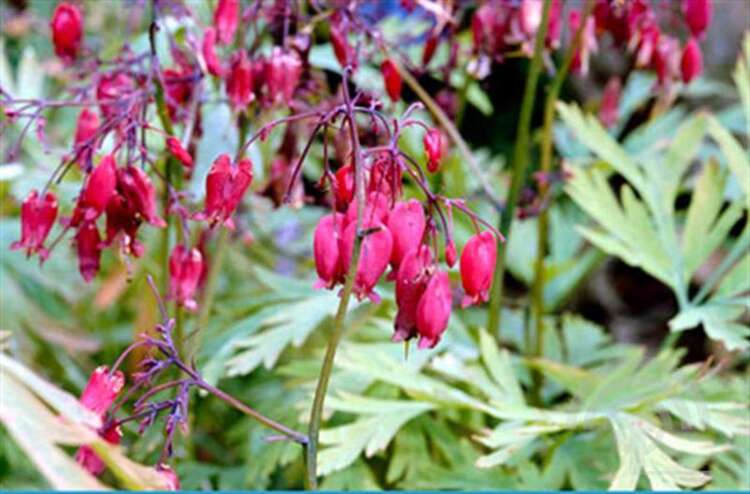 Afbeelding bij Gebroken hartjes - Dicentra formosa &#039;Bacchanal&#039; 