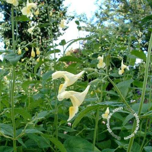 Afbeelding bij Geel kattenkruid - Nepeta govaniana 