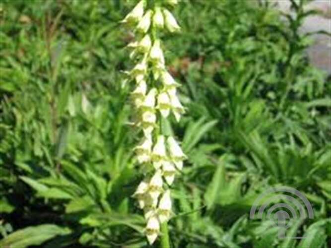 Afbeelding bij Geel vingerhoedskruid - Digitalis lutea