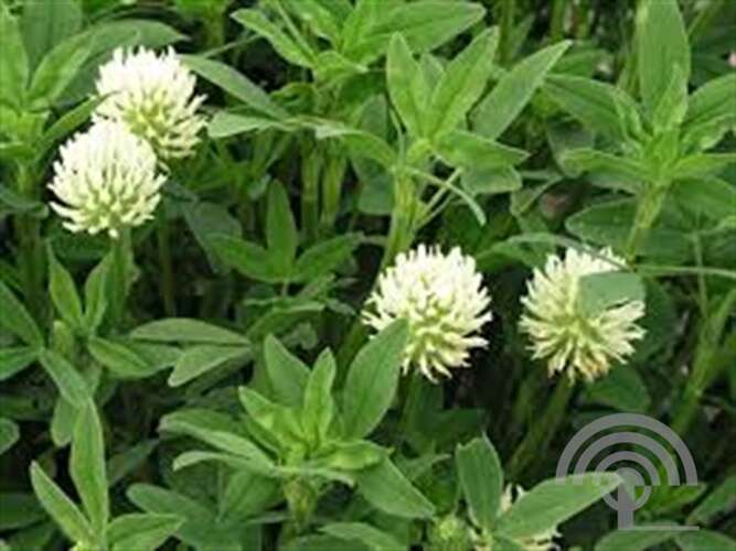 Afbeelding bij Geelwitte klaver - Trifolium ochroleucon