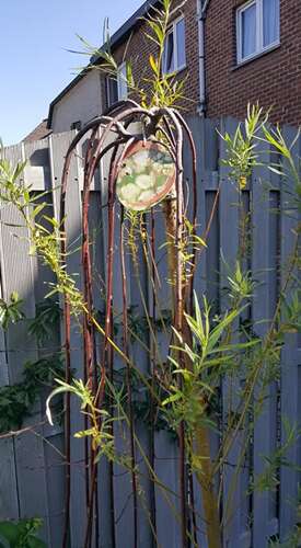 Afbeelding bij Geënte Salix met afhangende takken groeit niet