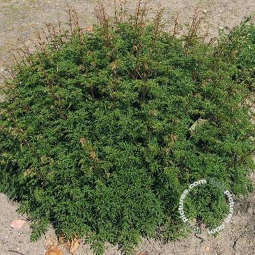 Afbeelding bij Geitenbaard - Aruncus aethusifolius