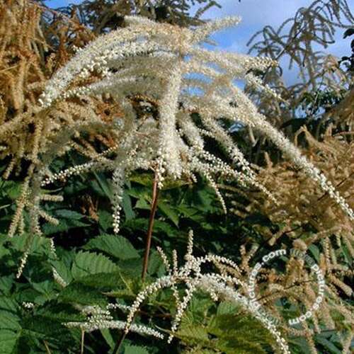 Afbeelding bij Geitenbaard - Aruncus dioicus