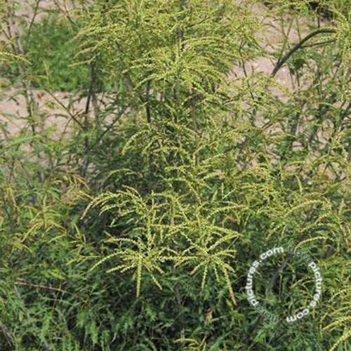 Afbeelding bij Geitenbaard - Aruncus dioicus 'Kneiffii'