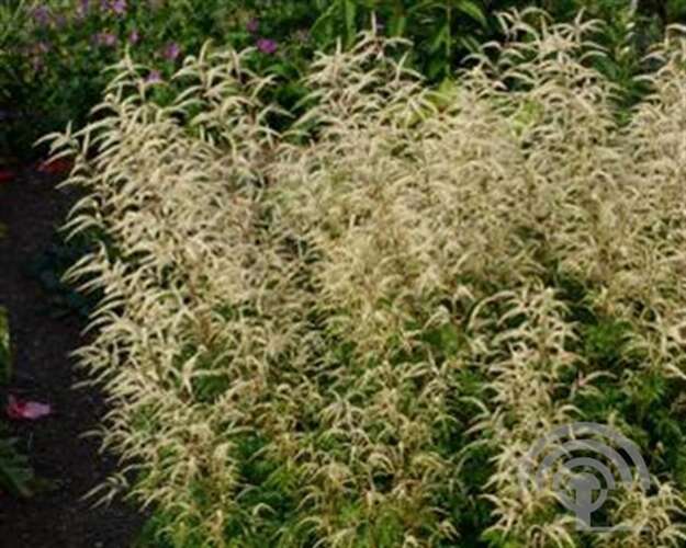 Afbeelding bij Geitenbaard - Aruncus &#039;Johannifest&#039;