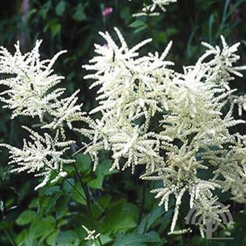 Afbeelding bij Geitenbaard - Aruncus &#039;Noble Spirit&#039;