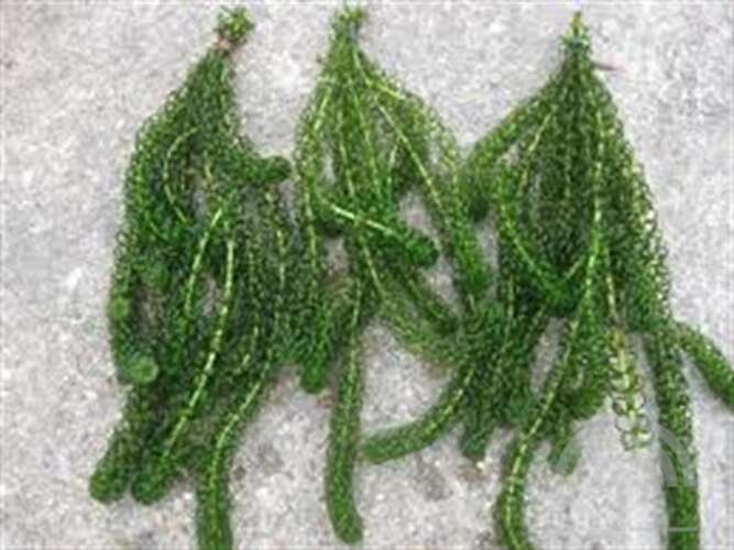 Afbeelding bij Gekrulde waterpest - Elodea crispa 