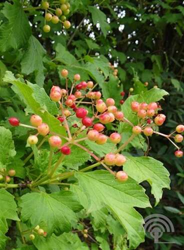 Afbeelding bij Gelderse roos - Viburnum opulus 'Compactum'