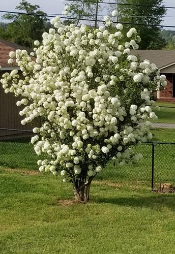 Afbeelding bij Gelderse roos - Viburnum opulus &#039;Roseum&#039; 