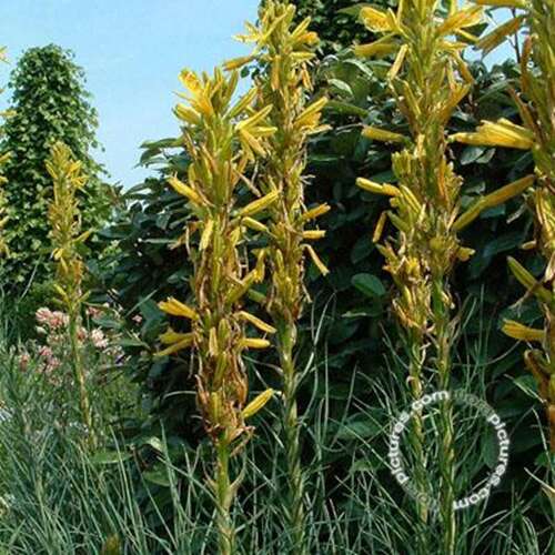Afbeelding bij Jonkerlelie - Asphodeline lutea