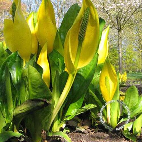 Afbeelding bij Gele aronskelk - Lysichiton americanus 