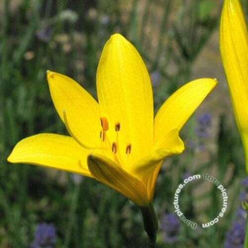 Afbeelding bij Gele daglelie - Hemerocallis lilioasphodelus 