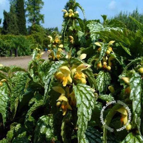 Afbeelding bij Gele dovenetel - Lamiastrum gal. 'Herman's Pride' 