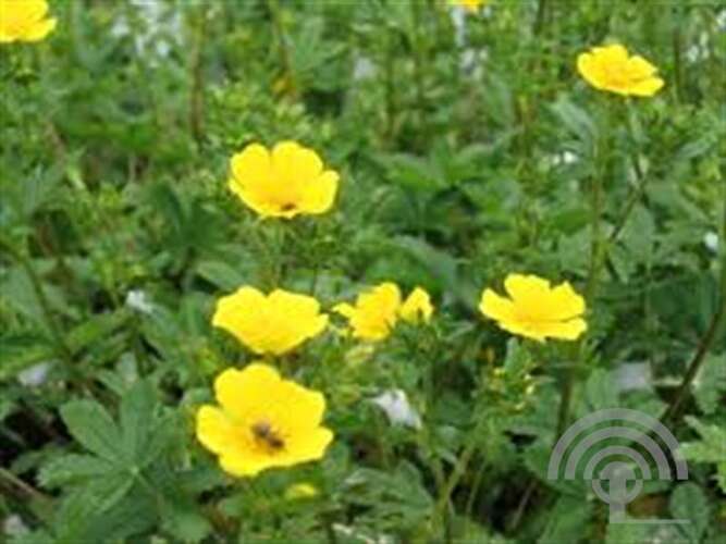Afbeelding bij Gele ganzerik - Potentilla aurea