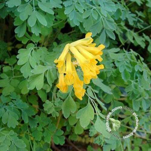 Afbeelding bij Gele helmbloem - Corydalis lutea 