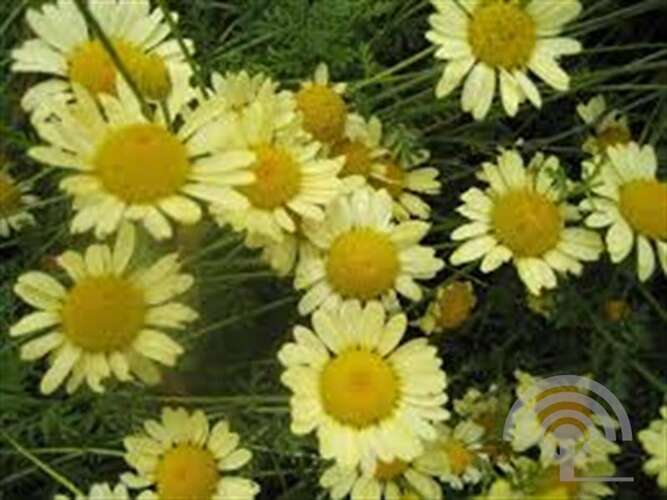 Afbeelding bij Gele kamille Anthemis hyb. 'E.C. Buxton'