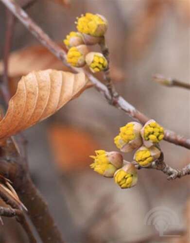 Afbeelding bij Gele kornoelje - Cornus mas