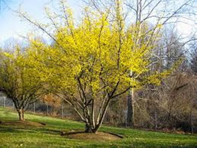 Afbeelding bij Gele kornoelje - Cornus mas &#039;Kasanlak&#039; 