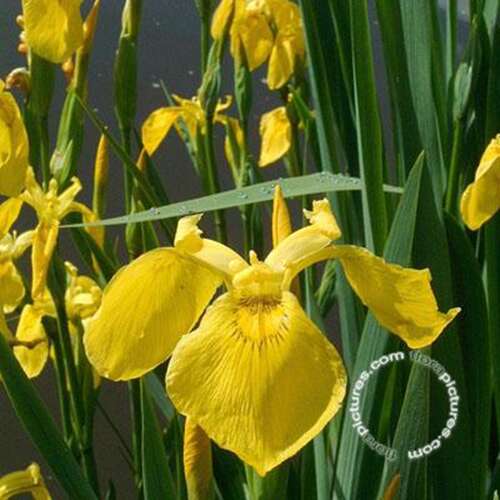 Afbeelding bij Gele lis - Iris pseudacorus 