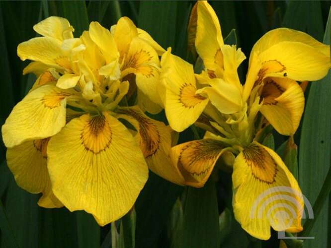 Afbeelding bij Gele lis - Iris pseudacorus 'Flore Pleno' 