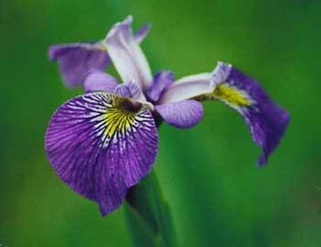 Afbeelding bij Gele lis - Iris pseudacorus &#039;Holden&#039;s Child&#039;
