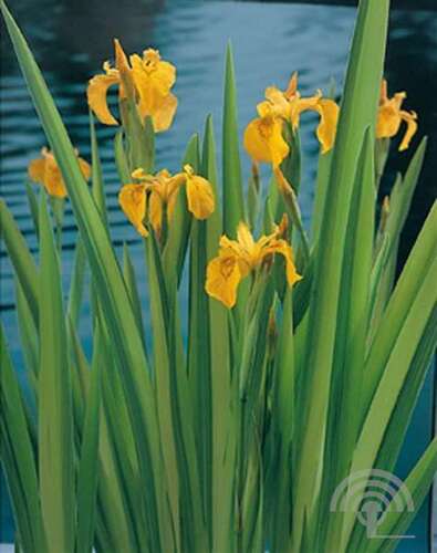 Afbeelding bij Gele lis - Iris pseudacorus &#039;Variegata&#039;