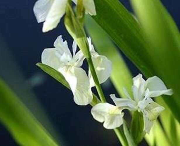 Afbeelding bij Gele lis met witte bloemen - Iris pseudacorus 'Alba' 