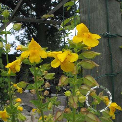 Afbeelding bij Gele maskerbloem - Mimulus guttatus 