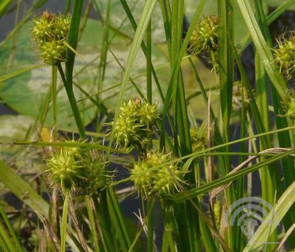 Afbeelding bij  Gele oever zegge - Carex flava     