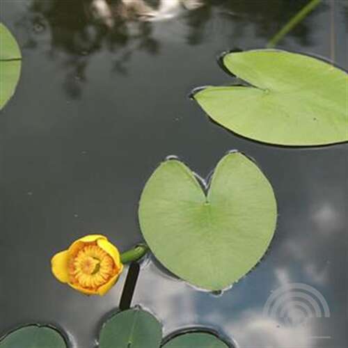 Afbeelding bij Gele plomp - Nuphar lutea